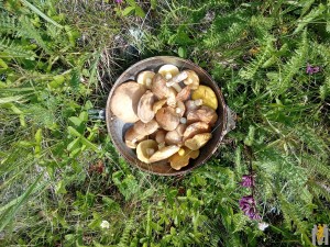 IMG_20170623_154717.jpg