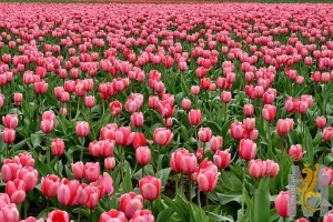 tulips-175600__480.jpg