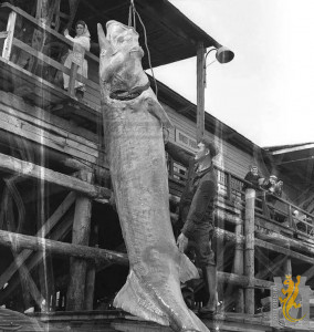 IMG_20240928_200702_799.jpg