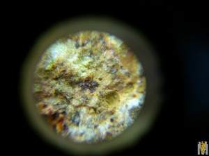 DSC_1192.jpg