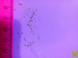 IMG-20170925-WA0017.jpg