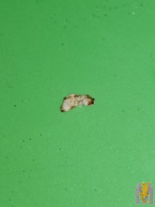 IMG-20180414-WA0001.jpg